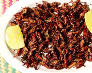 A plate of spiced grasshoppers