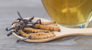 Picture of Cordyceps in a wooden spoons