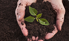 A pair of hands holding soil with a sprout
